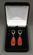 Red, Agatized Dinosaur Bone (Gembone) Earrings #84747-3